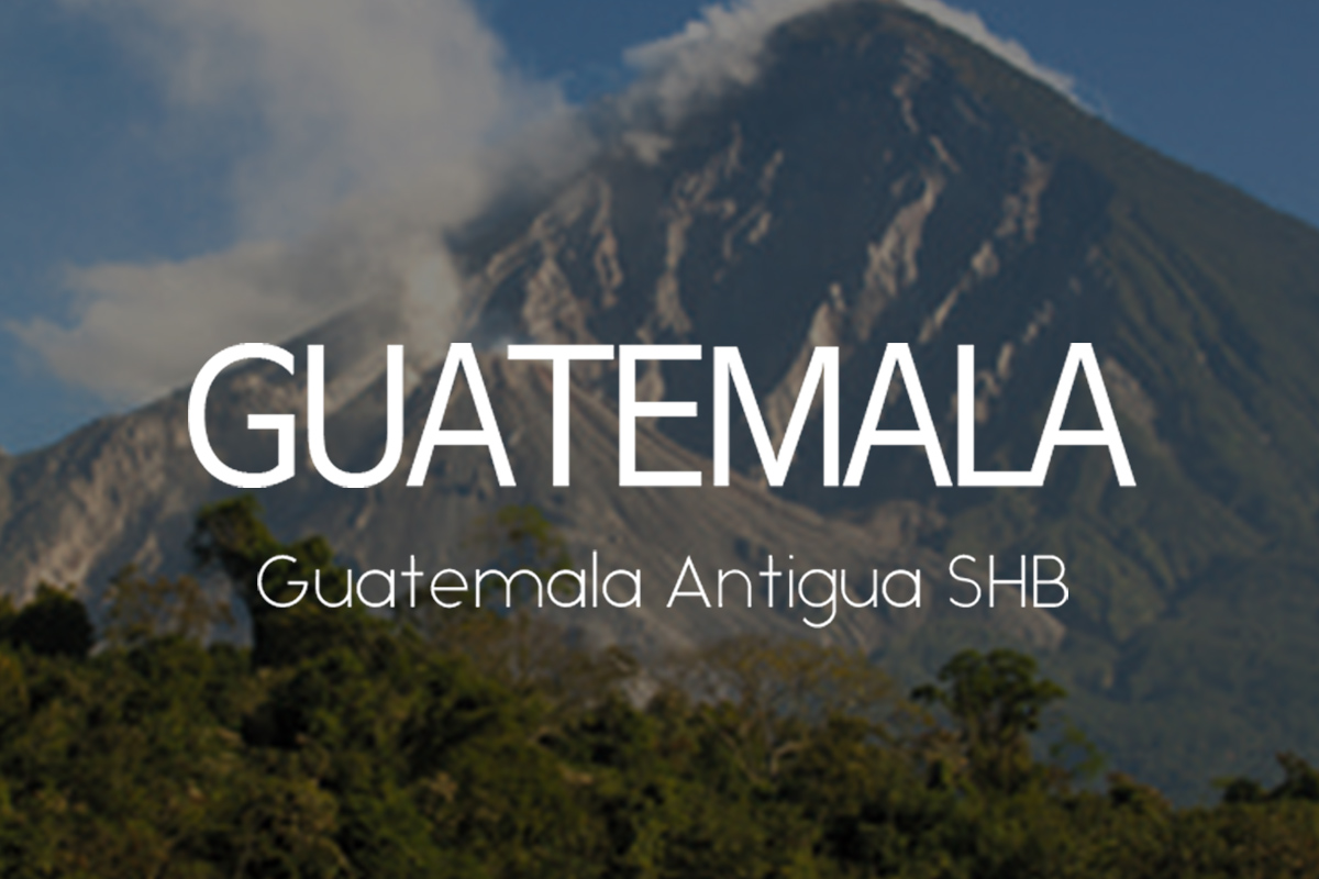 ���׸��� ��Ƽ����